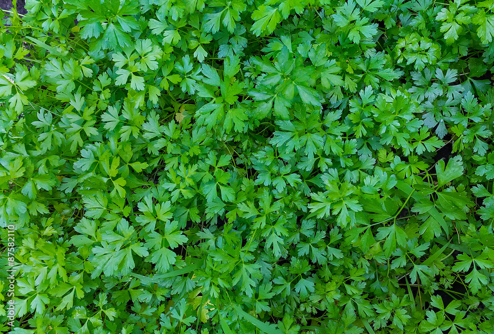 Parsley on the lawn, top view. backgrounds Parsley on the lawn, top view. backgrounds