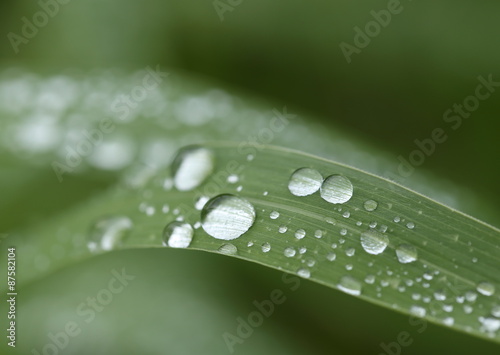 Water droplets on Grass blade - macro.Rows of silvery raindrops glowing on green grass leaves. 