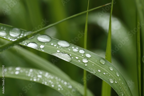 Water droplets on Grass blade - macro.Rows of silvery raindrops glowing on green grass leaves. 