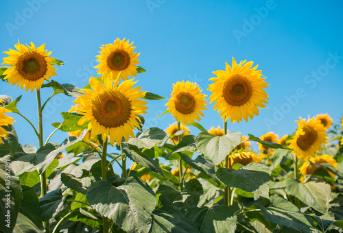 Sunflower field