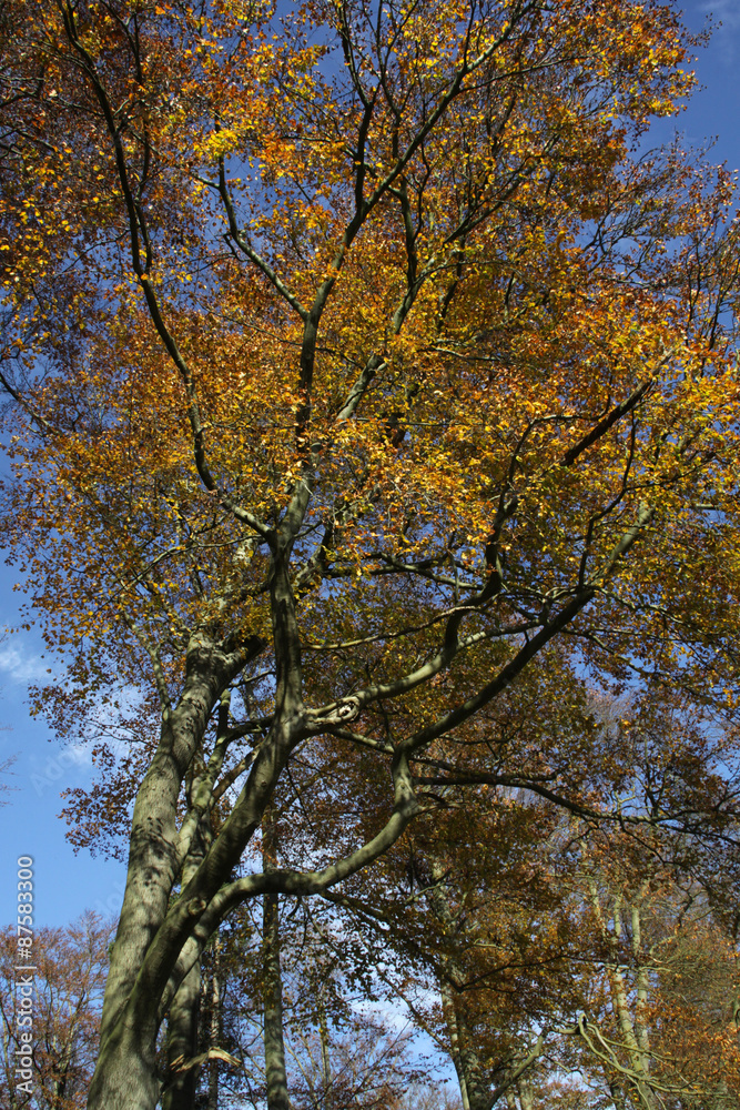 Herbstlicher Buchenwald