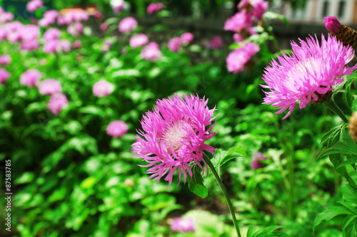 Flowers on flowerbed, closeup