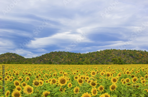 field of blooming sunflowers with green hill background