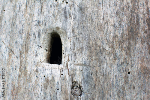 hole in the hive in the wooden trunk