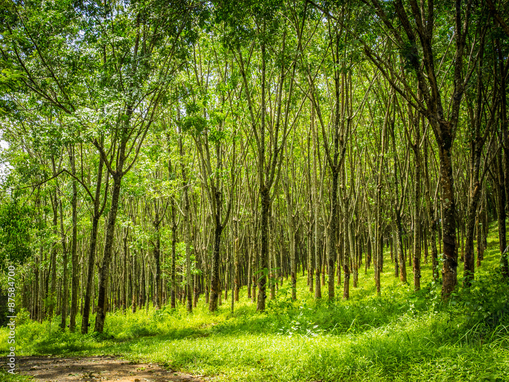 Fototapeta premium row of para rubber tree