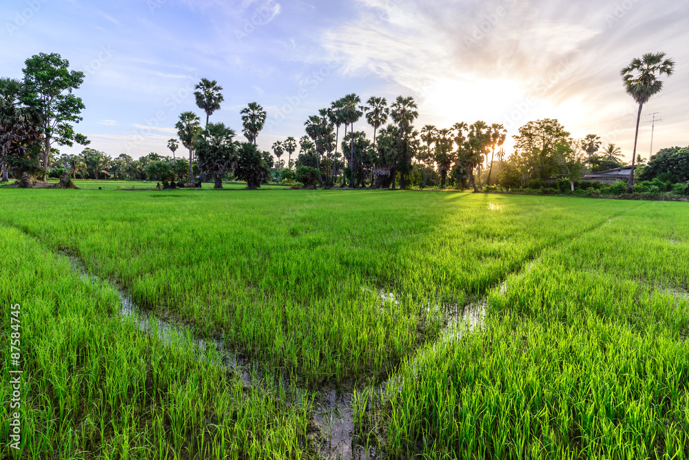 Rice field with palm tree background in morning, Phetchaburi Thai