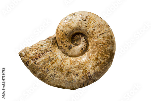 Ammonites Fossil