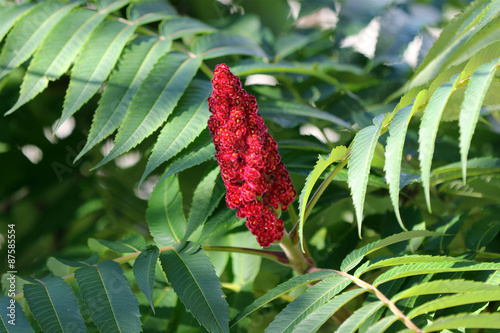 sumac vinaigrier
