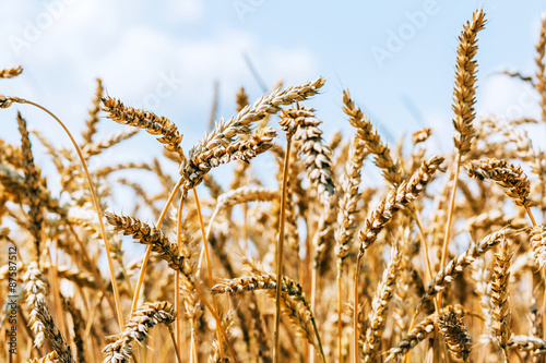 Fotografija Wheat field harvest