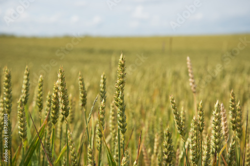 Summer on wheat field.