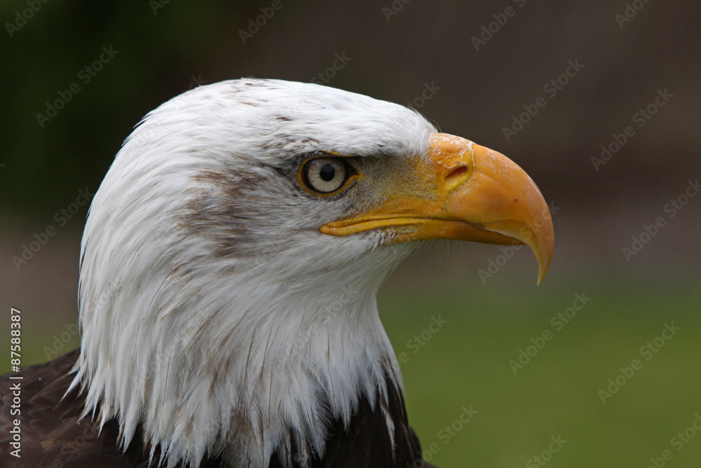 Obraz premium Weisskopfseeadler