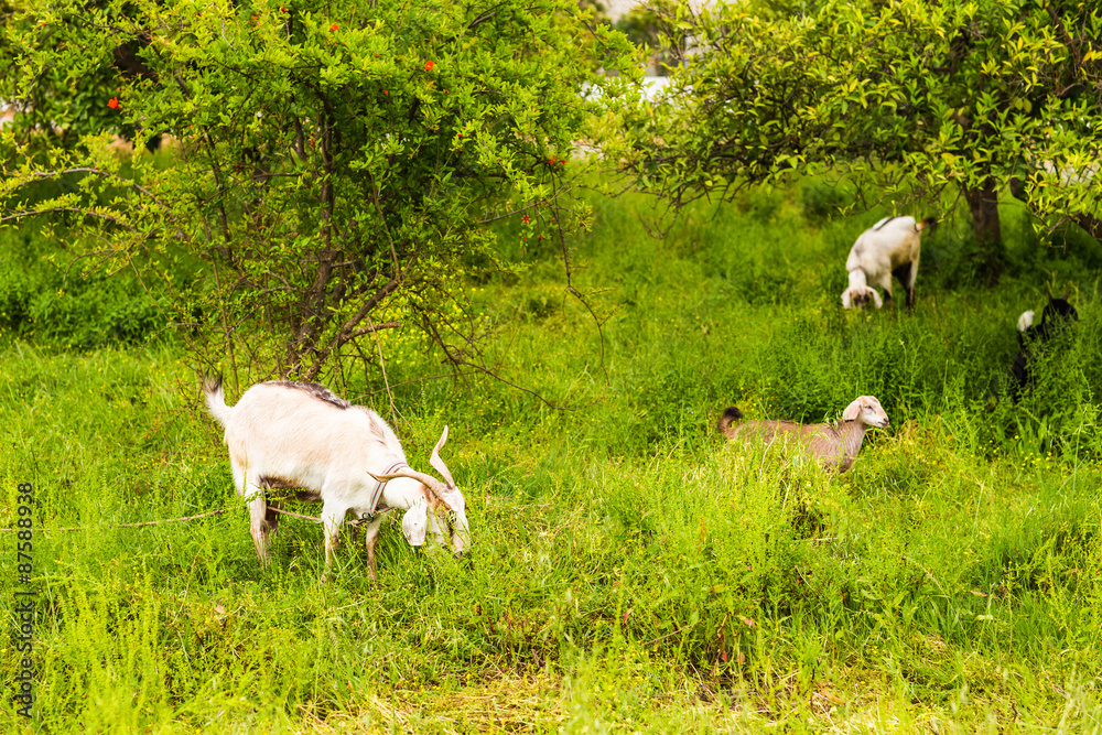 Sheeps in a meadow