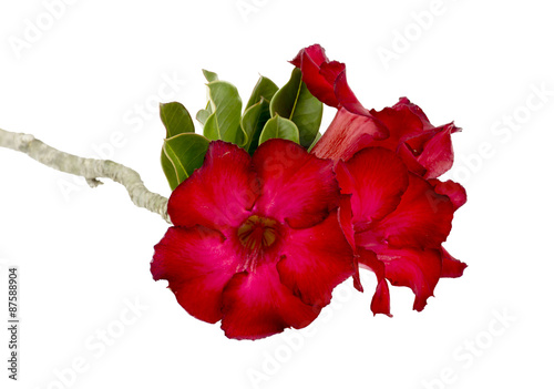 Fototapeta Naklejka Na Ścianę i Meble -  Desert rose flower isolation