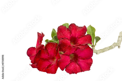 Desert rose flower isolation