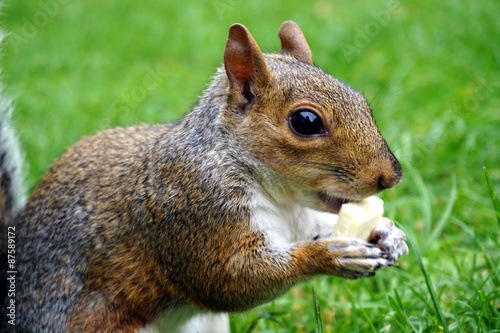 Squirrel on the green grassland                                             