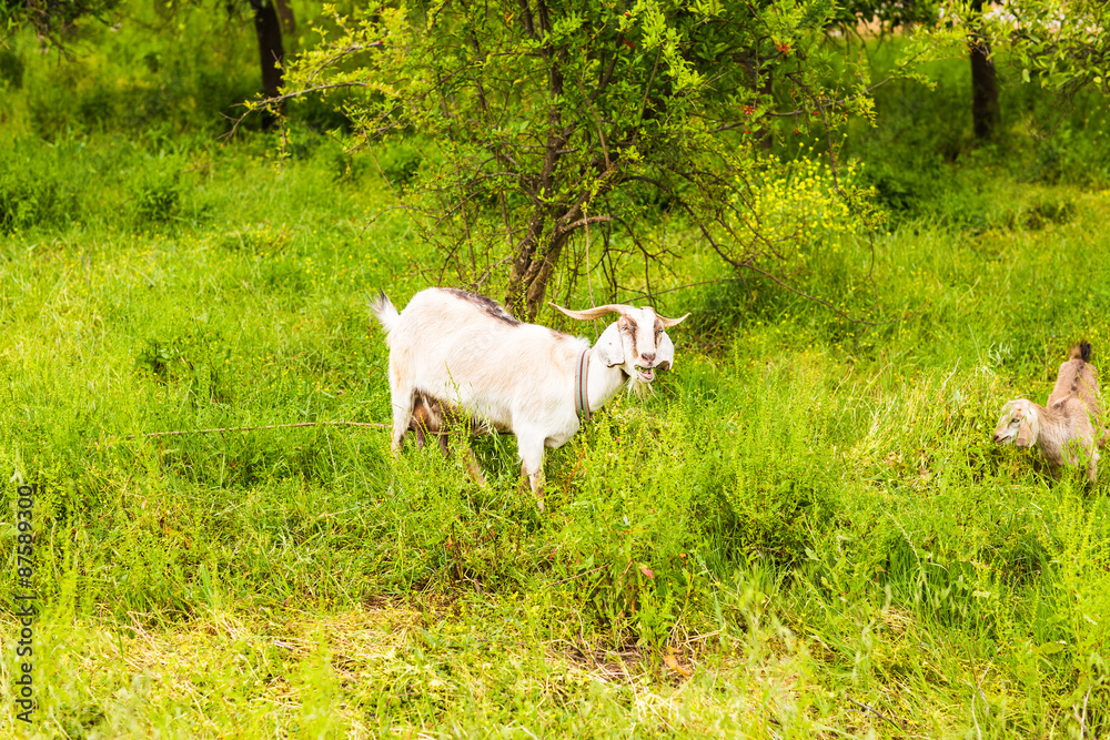 Obraz premium Sheeps in a meadow