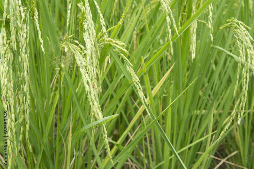 rice field tree plant green farmer grow farm concept rice field tree plant green farmer grow farm concept