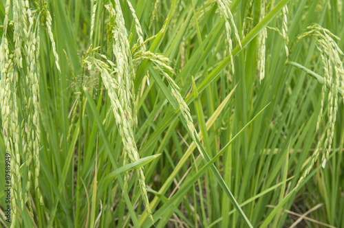 rice field tree plant green farmer grow farm concept