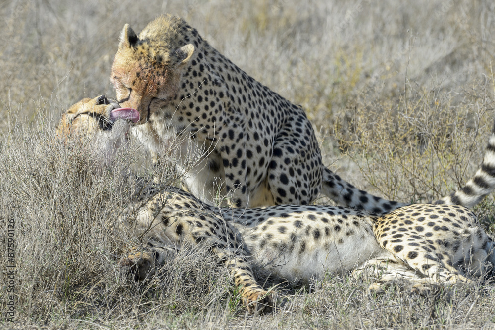 Fototapeta premium Two Cheetah (Acinonyx jubatus) on savanna, cleaning each other after eating prey, Serengeti national park, Tanzania.