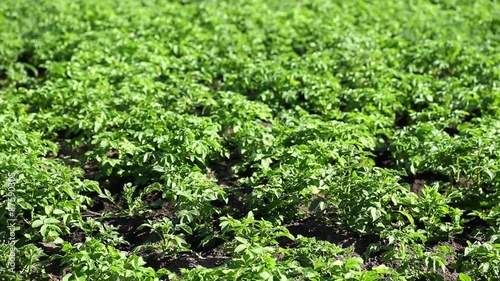 Wallpaper Mural Green plants of potato at field. Outdoor in the garden
 Torontodigital.ca
