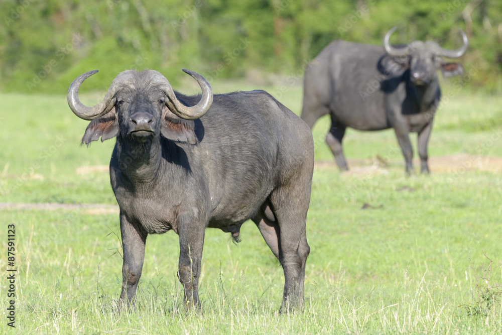 Cape Buffalo (Syncerus caffer) with second buffalo in background standing on savanna, Serengeti National Park, Tanzania Cape Buffalo (Syncerus caffer) with second buffalo in background standing on savanna, Serengeti National Park, Tanzania