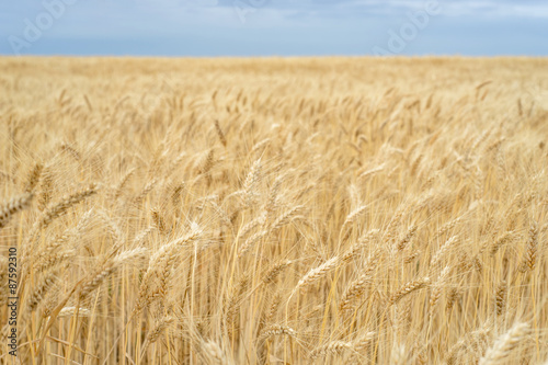 Background. A field of wheat and blue sky.