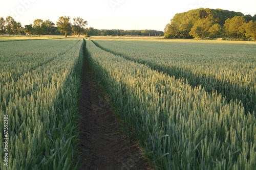 ślady w młodym zbożu