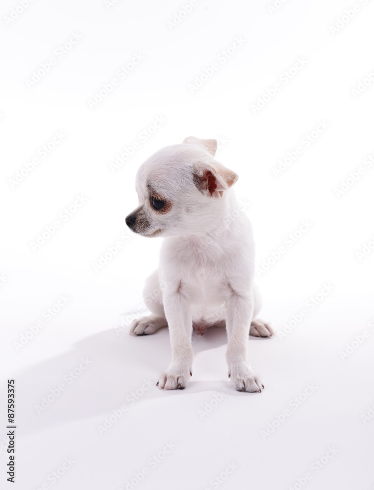 Adorable chihuahua dog isolated on white Adorable chihuahua dog isolated on white