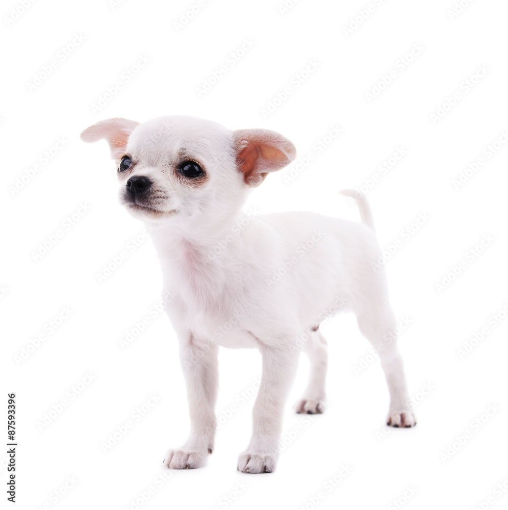 Adorable chihuahua dog isolated on white Adorable chihuahua dog isolated on white