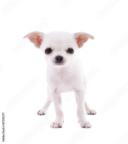 Adorable chihuahua dog isolated on white © Africa Studio