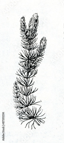 Hornwort (Ceratophyllum demersum) photo