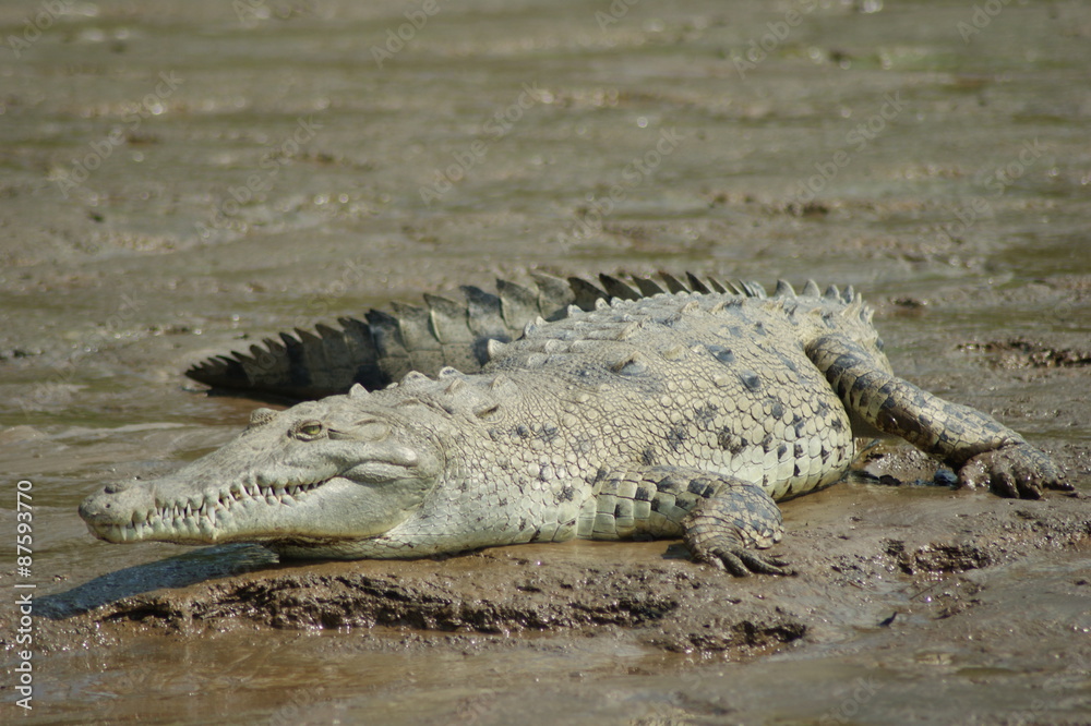 crocodile crocodile
