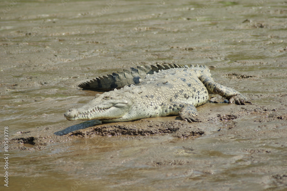 Obraz premium crocodile