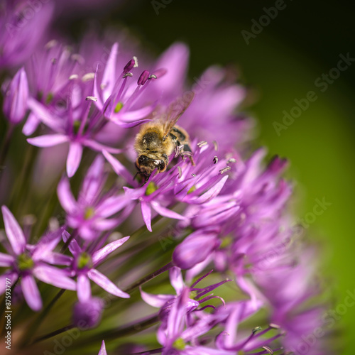 Close up of purple allium flower with honeybee.