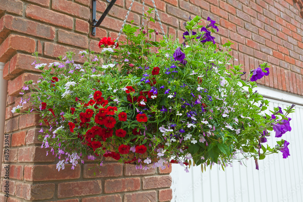 Hanging basket of colorful flowers in full bloom