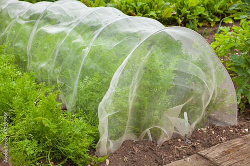Tableau sur toile Carrots under cover to stop pests