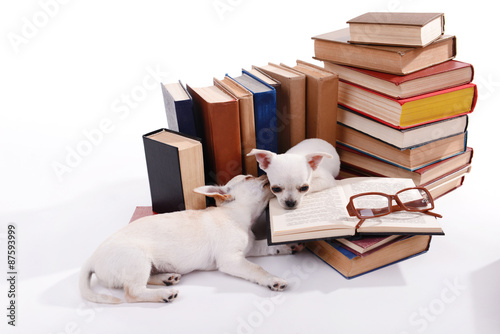 Adorable chihuahua dogs and heap of books isolated on white