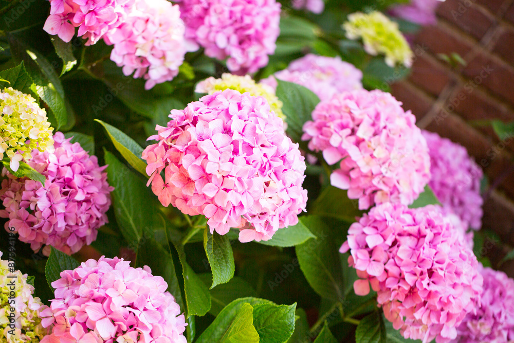 Floral postcard for your design Floral postcard for your design