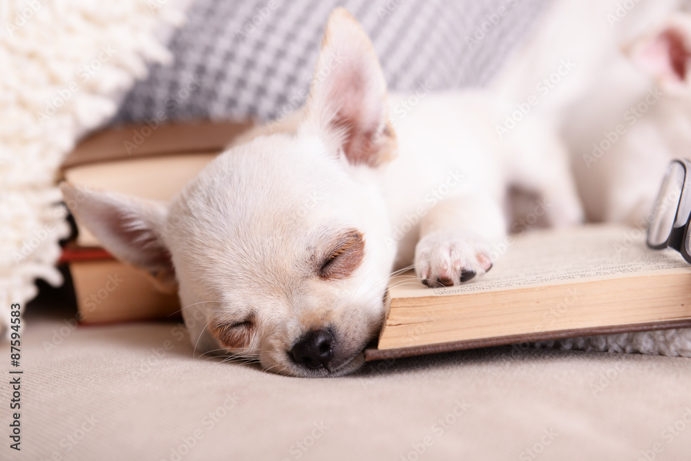 Adorable chihuahua dog with books on sofa Adorable chihuahua dog with books on sofa