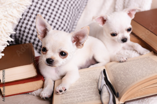 Adorable chihuahua dogs with books on sofa © Africa Studio