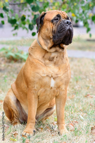 pet large red dog bullmastiff © inna_astakhova