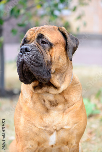 portrait dog bullmastiff