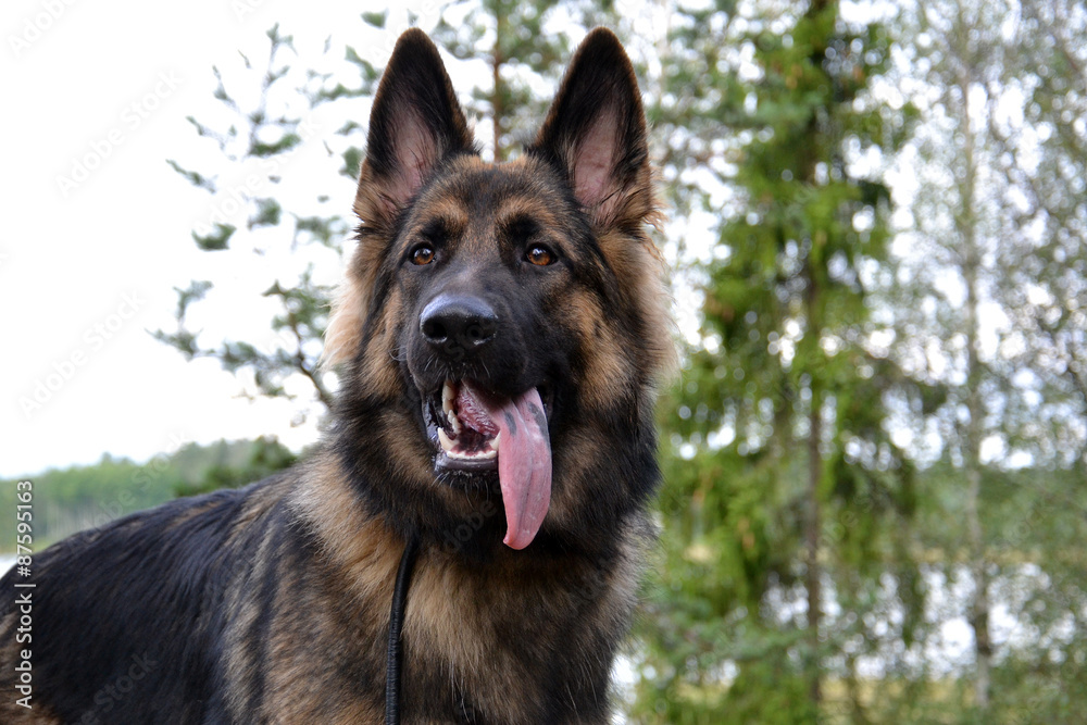 German shepherd