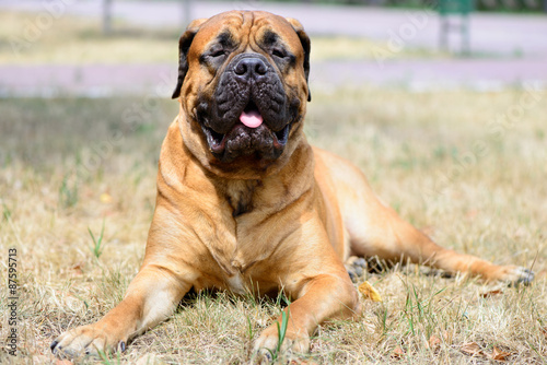 pet large red dog bullmastiff