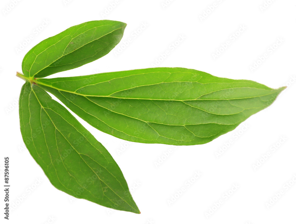 Green leaf isolated on white Green leaf isolated on white