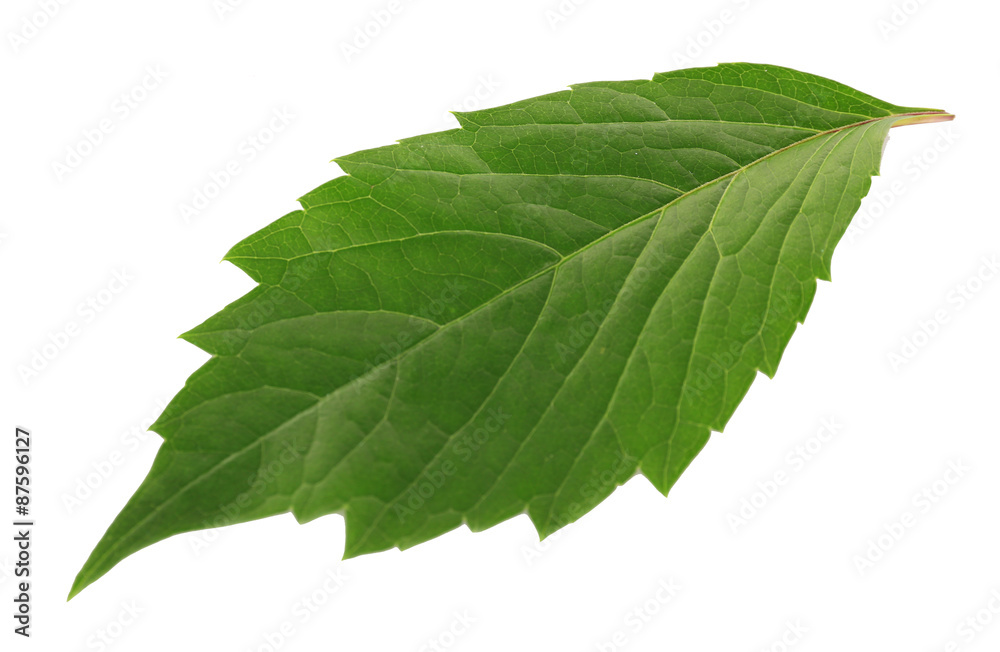 Obraz premium Green leaf isolated on white