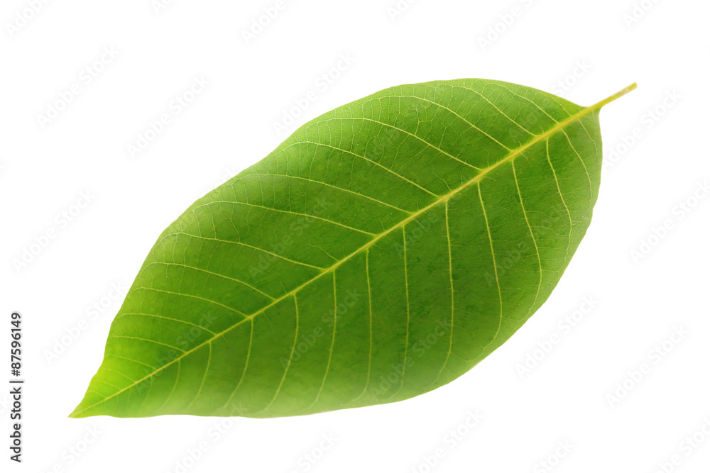 Obraz premium Green leaf isolated on white