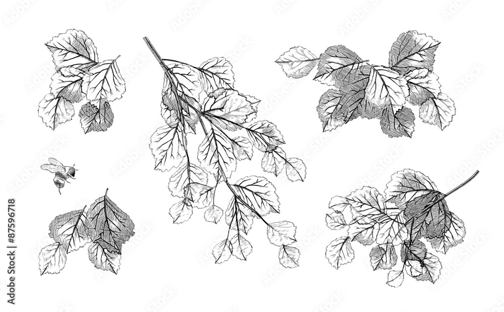 Tree branch leaves vector set - obrazy, fototapety, plakaty 