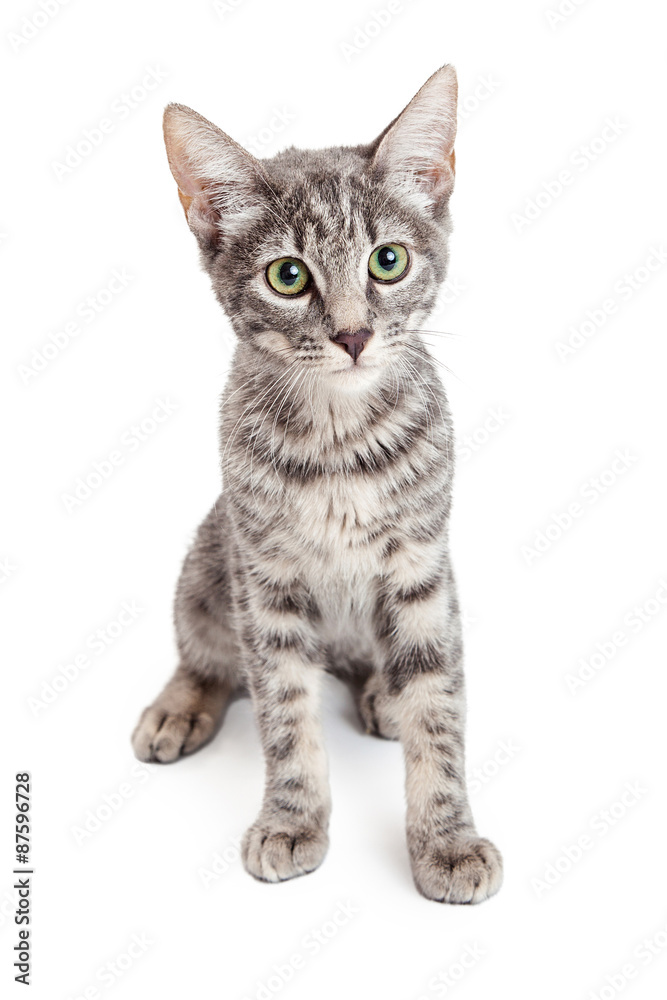 Adorable Domestic Shorthair Four Month Old Kitten Sitting