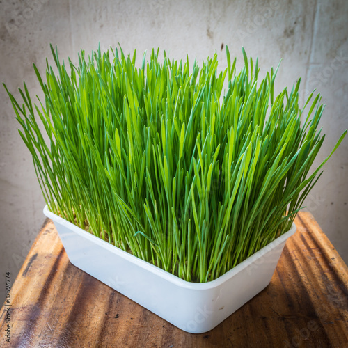 Wheatgrass in plastic pot